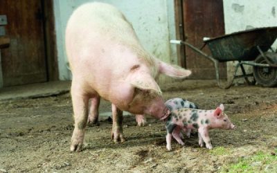 ASP in Deutschland angekommen