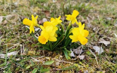 Fotowettbewerb „Frühling“